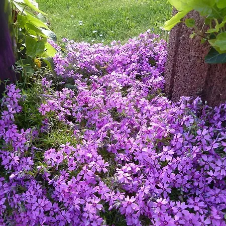 Hotel Theile Garni 3*