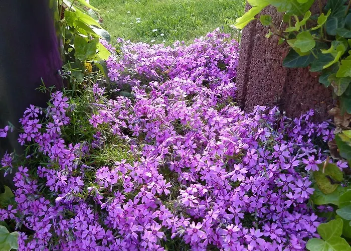 호텔 Theile Garni 3*